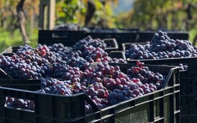 Tempo di Vendemmia